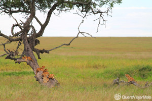 Safári na Tanzânia: melhor época e quanto custa o Serengeti
