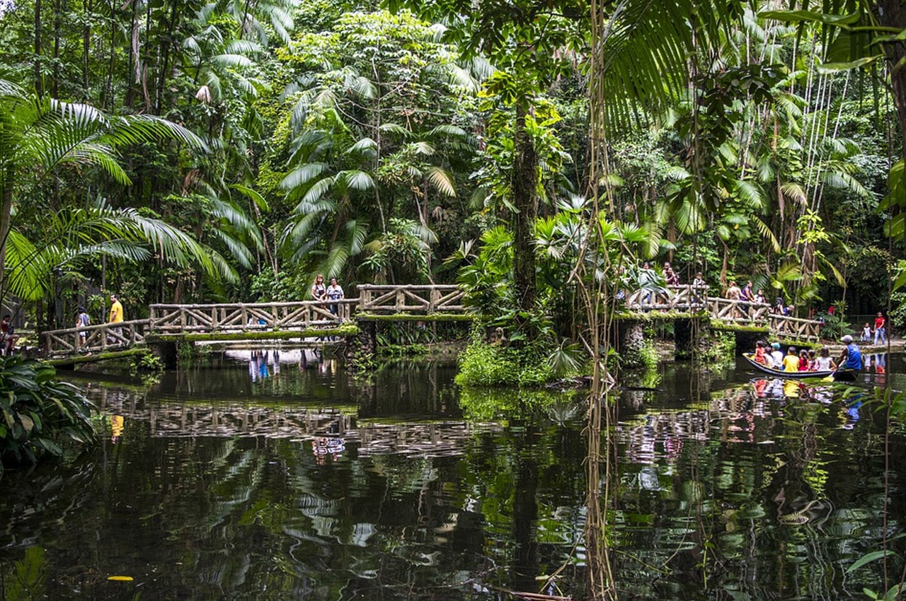 Floresta Amazônica fotos